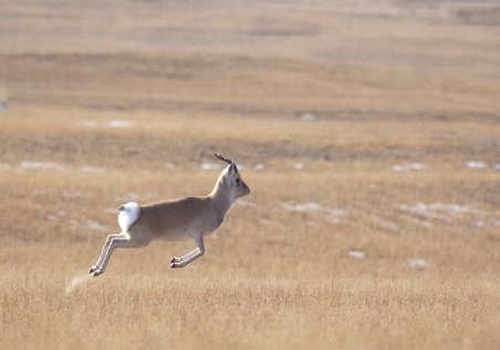 中華對角羚在草原上奔跑