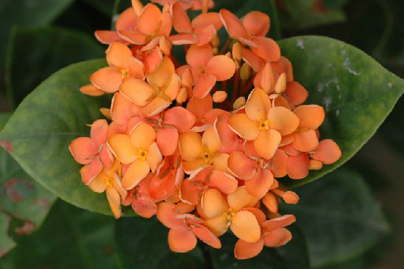 龍船花根 龍船花根