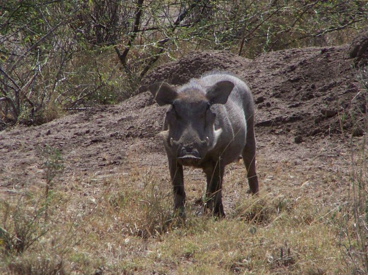 非洲疣豬厄利垂亞亞種