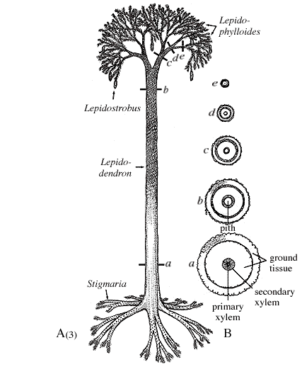 古植物學