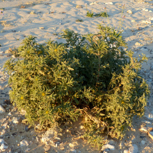 Asteriscus graveolens