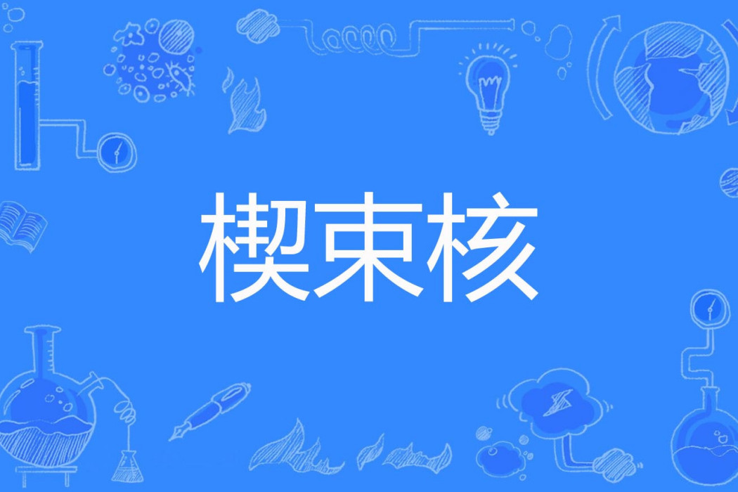 楔束核 楔束核