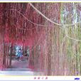 一簾幽夢(多年生常綠蔓性草質藤本植物) 一簾幽夢(多年生常綠蔓性草質藤本植物)