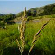 密穗野青茅 密穗野青茅