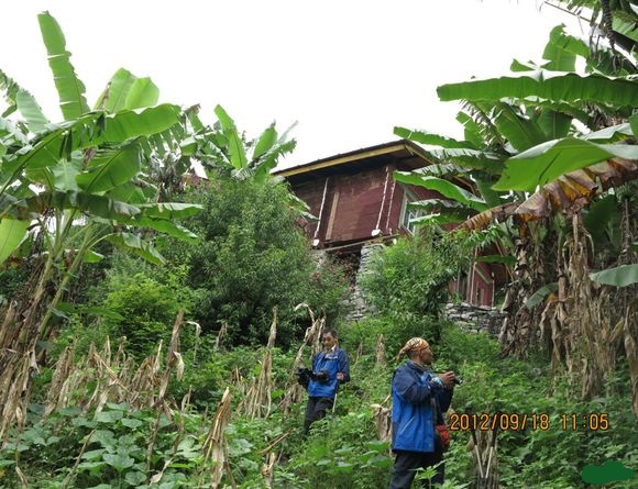 2012年9月多卡村的芭蕉及其他植物