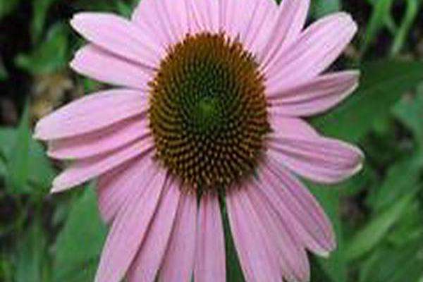 Echinacea purpurea \x27Primadonna Deep Rose\x27 Echinacea purpurea \x27Primadonna Deep Rose\x27