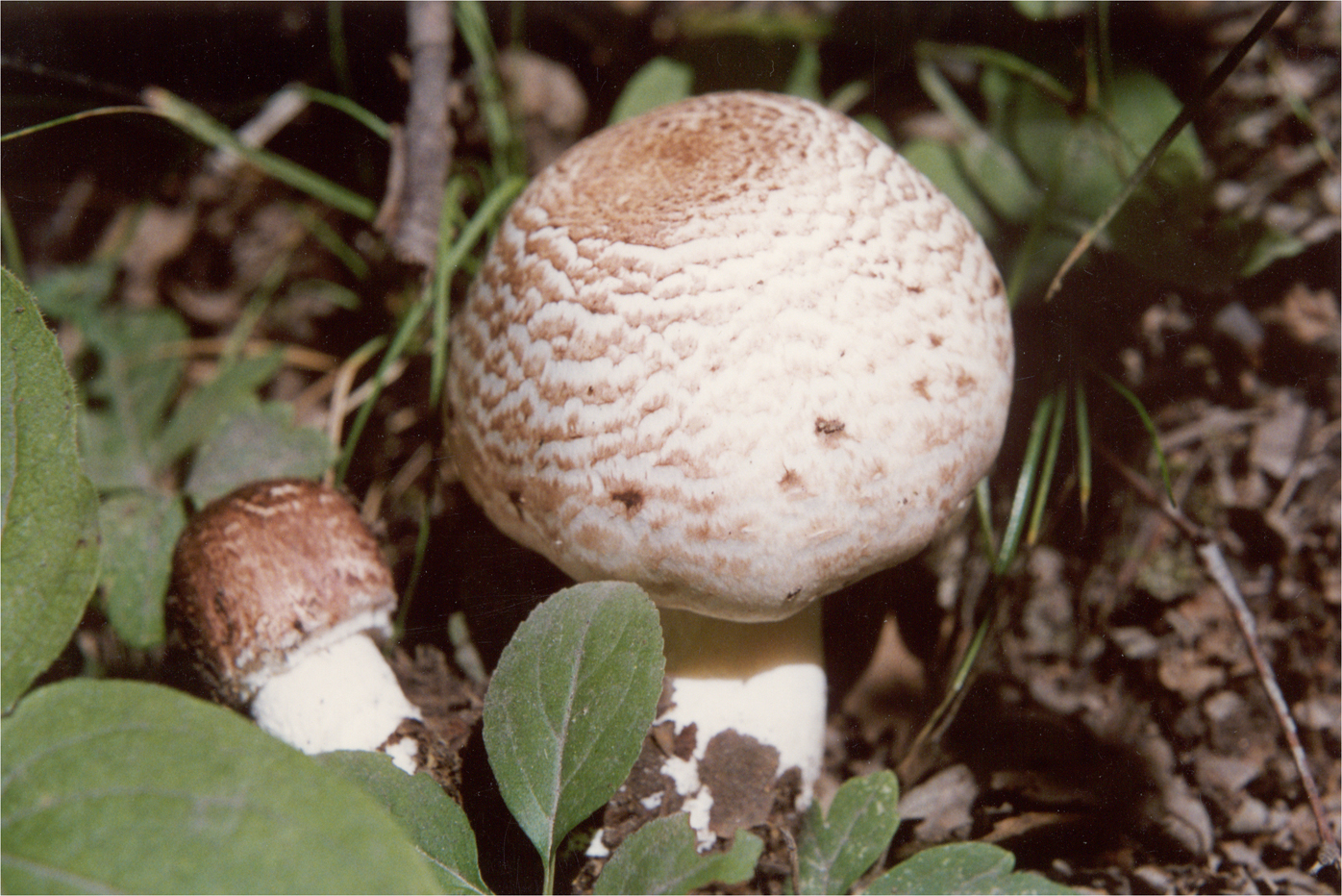 雙環林地蘑菇