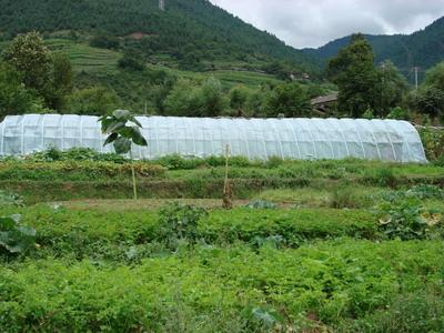 西菜園村發展蔬菜種植