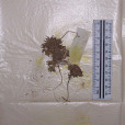 雙脊薺屬 雙脊薺屬