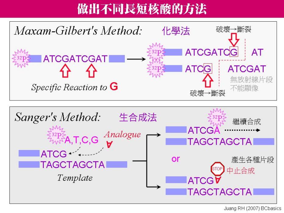 Maxam-Gilbert法 Maxam-Gilbert法