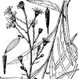 糙葉千里光(糙葉千里光) 糙葉千里光(糙葉千里光)