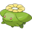 毽子花 毽子花