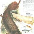 骨舌魚 骨舌魚