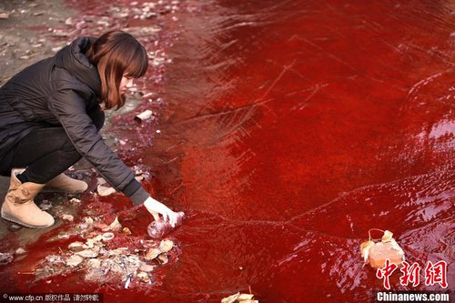 洛陽澗河遭到污染，河水變成血紅色
