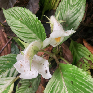 Gasteranthus herbaceus