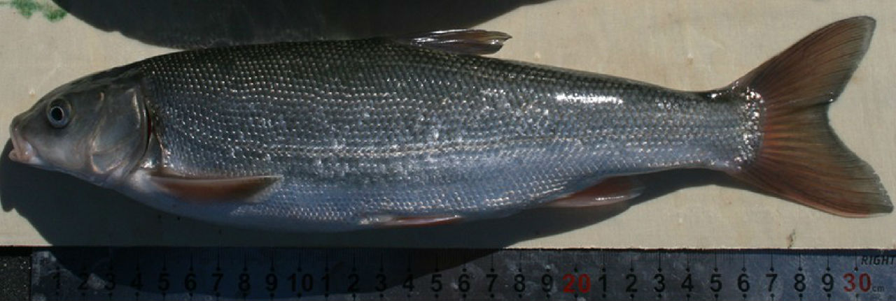 綏芬河灘頭魚——黑灘頭