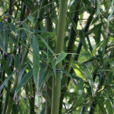 黃古竹 黃古竹