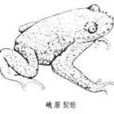 髭蟾屬 髭蟾屬