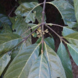 多毛茜草樹 多毛茜草樹