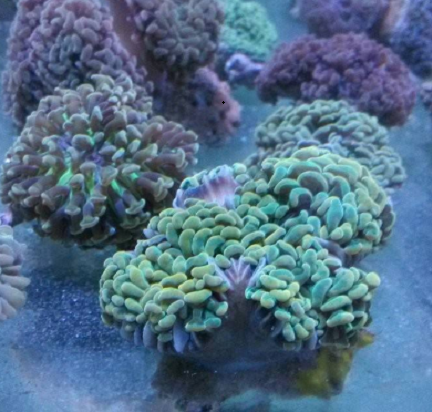 鏈狀珊瑚