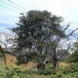豹子圈村(雲南省保山市瓦窯鎮木瓜村委會下轄村) 豹子圈村(雲南省保山市瓦窯鎮木瓜村委會下轄村)