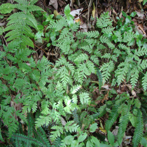 Pteris macilenta