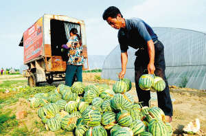 40畝西瓜每天都要炸掉1000多斤