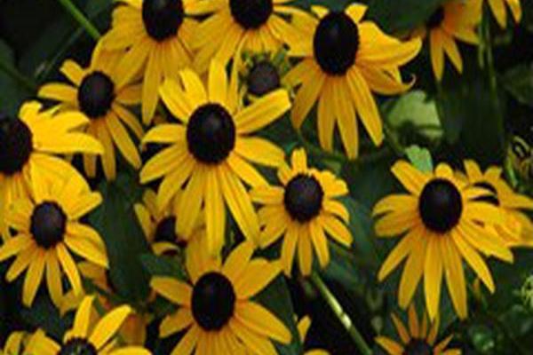 Rudbeckia fulgida var. sullivantii Rudbeckia fulgida var. sullivantii