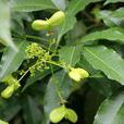 茶條木 茶條木