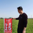 揚麥25 揚麥25