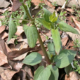 茹蘆 茹蘆