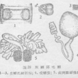 雙頤環毛蚓