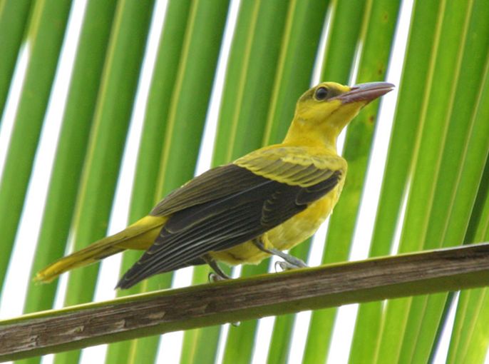 黑枕黃鸝菲律賓亞種