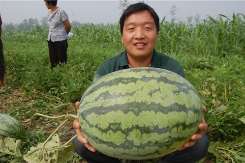 農豐4號 農豐4號