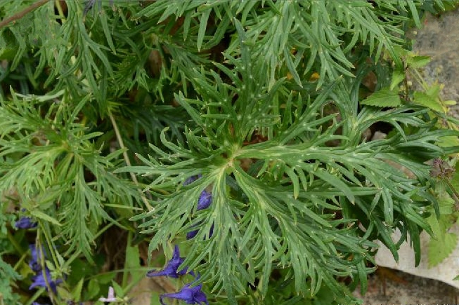 銳裂翠雀花 銳裂翠雀花