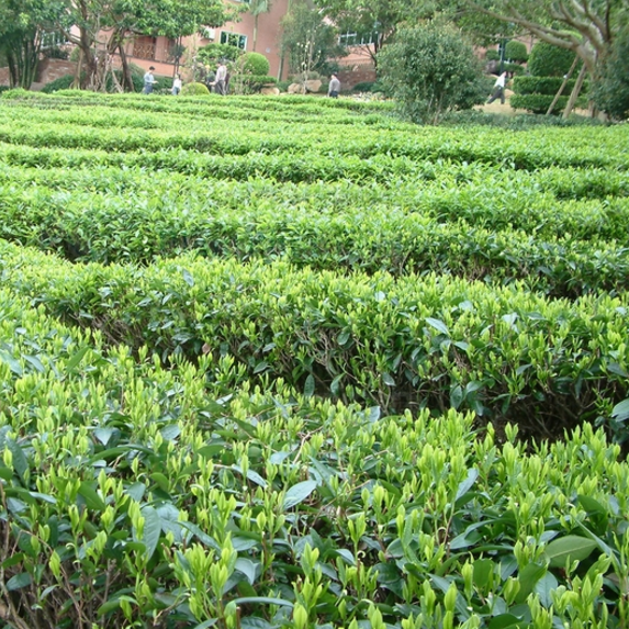 茶(Camellia sinensis)