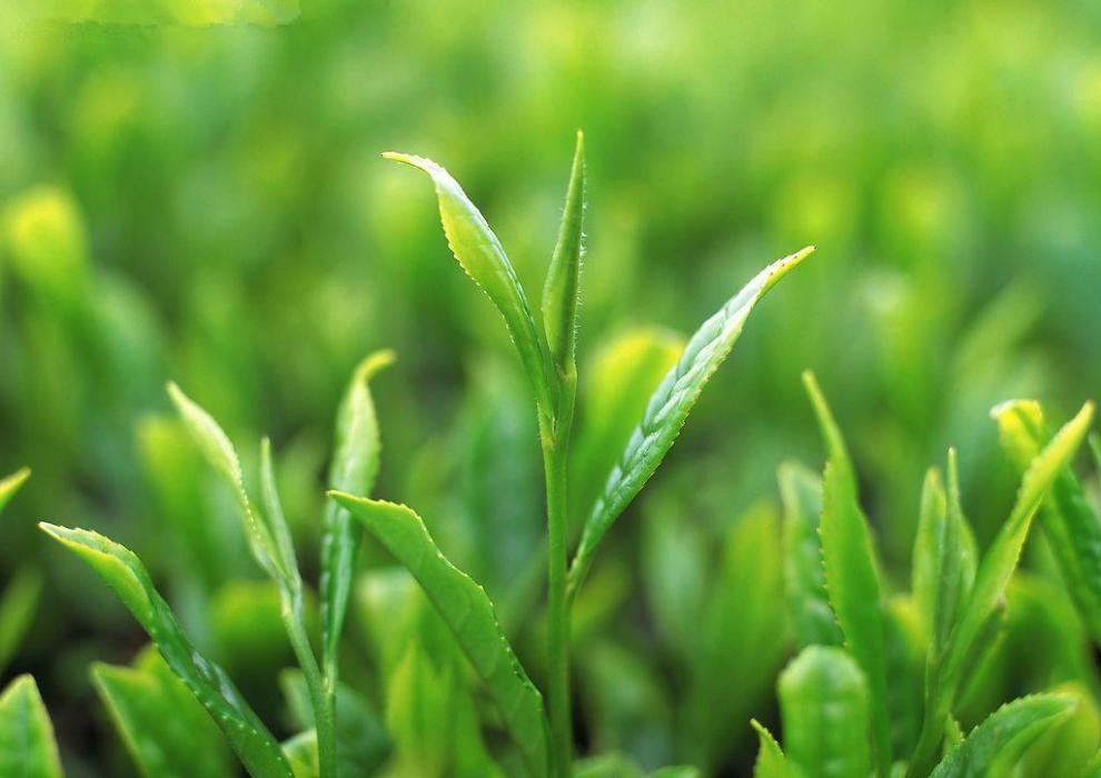 雲龍茶 雲龍茶