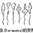 變形現象 變形現象