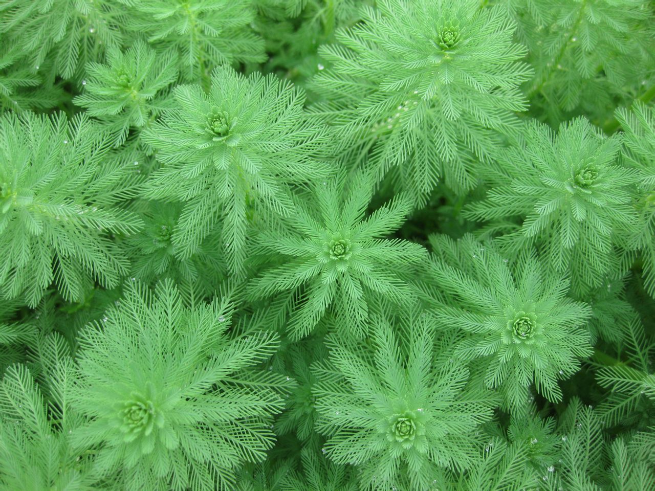 綠狐尾藻