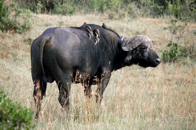 非洲水牛屬