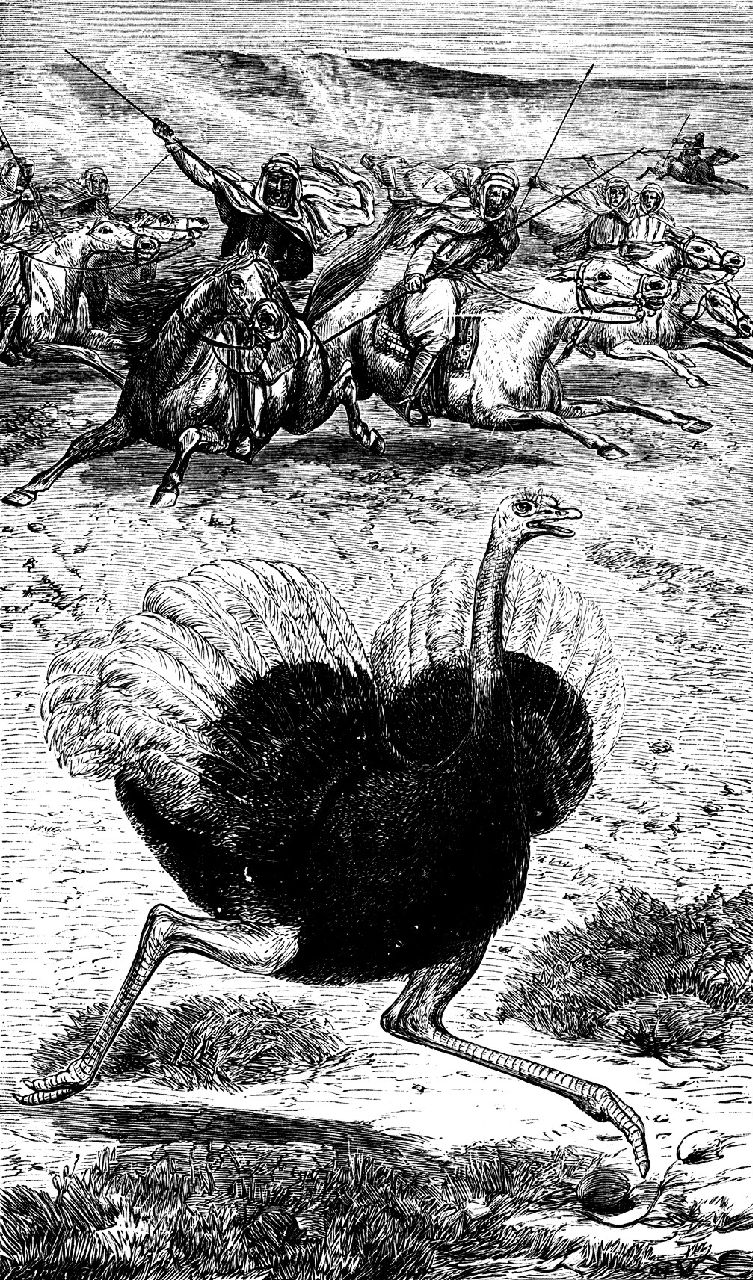 捕捉阿拉伯鴕鳥（巴勒斯坦，1887年）