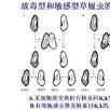 放毒型草履蟲 放毒型草履蟲