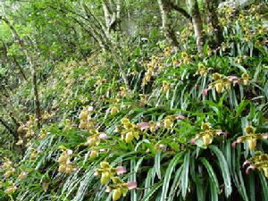 雅長蘭科植物國家級自然保護區