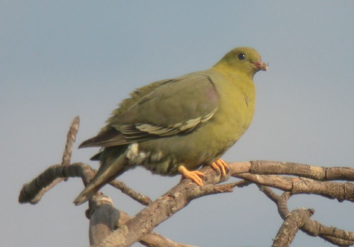 馬島綠鳩 馬島綠鳩