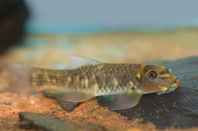 長鰭墨頭魚 長鰭墨頭魚