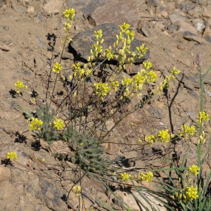 Biscutella glacialis