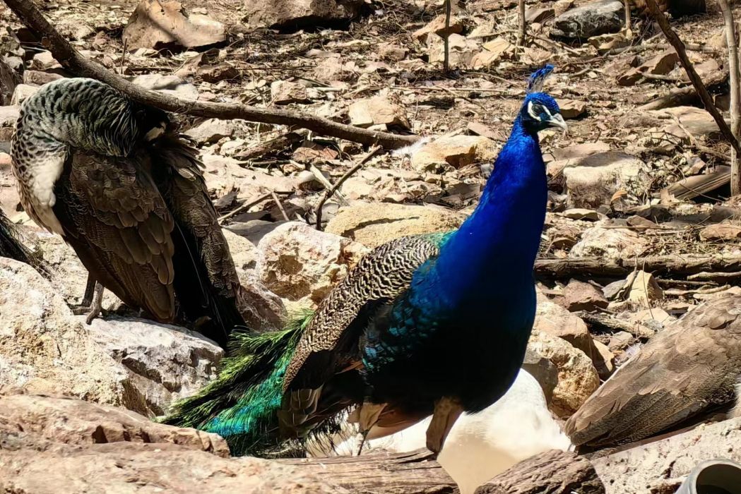 砂金(大連森林動物園飼養的雄性藍孔雀) 砂金(大連森林動物園飼養的雄性藍孔雀)