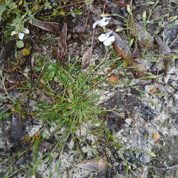 Goodenia eatoniana