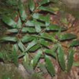 黑虎七(黑虎七) 黑虎七(黑虎七)