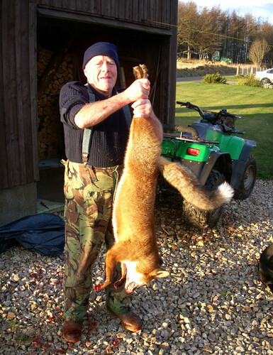 2012年英國 獵殺狐狸圖片